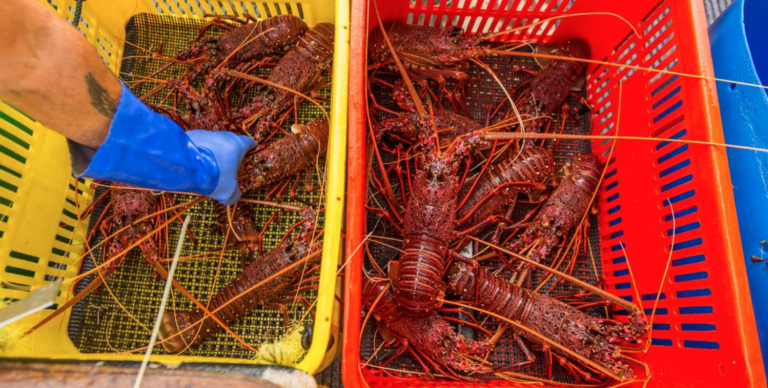 A couple of baskets filled with lots of lobsters.