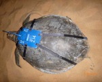 Custom Flatback Turtle Harness