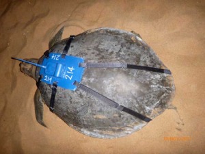 A close up of an iron helmet with a blue tag on it.